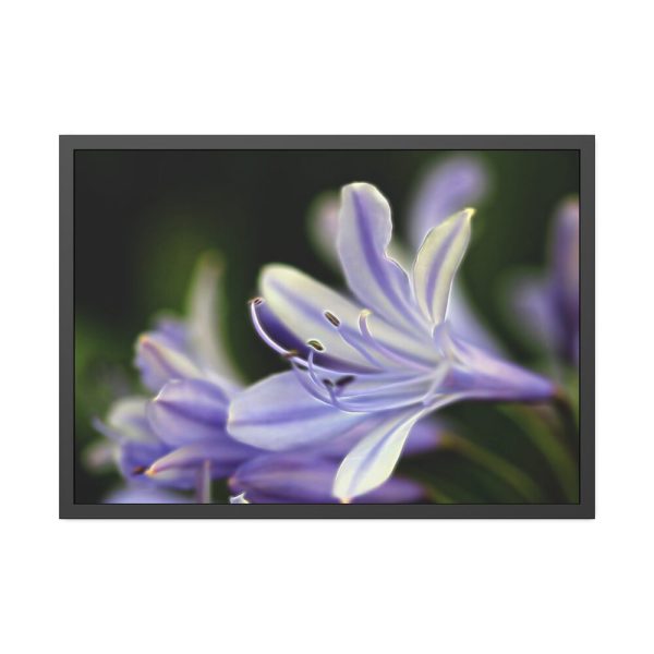 Purple White Glowing Lily Framed Poster