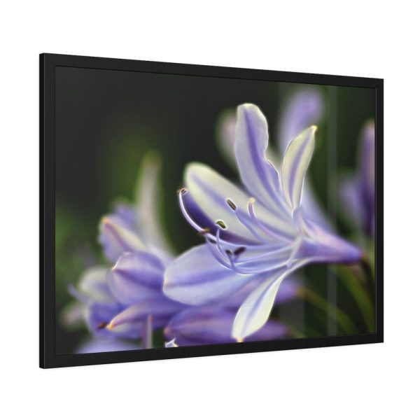Purple White Glowing Lily Framed Poster