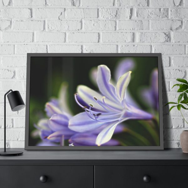 Purple White Glowing Lily Framed Poster