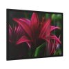Pink Bloom Lily Framed Poster