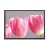 93855-216.jpg Pink Tulip Framed Poster