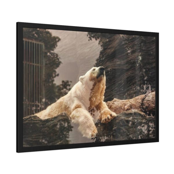 93855-221.jpg Polar Bear in Zoo Framed Poster