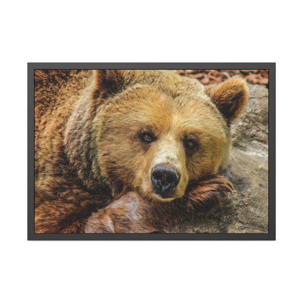 93855-228.jpg Bear is Resting Framed Poster