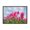 Tulip Beauty Framed Poster