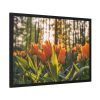 Blooming Orange Tulips Framed Poster