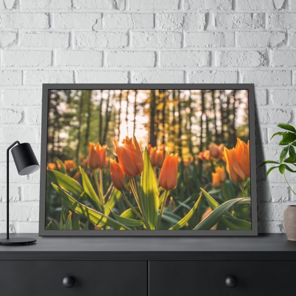 Blooming Orange Tulips Framed Poster