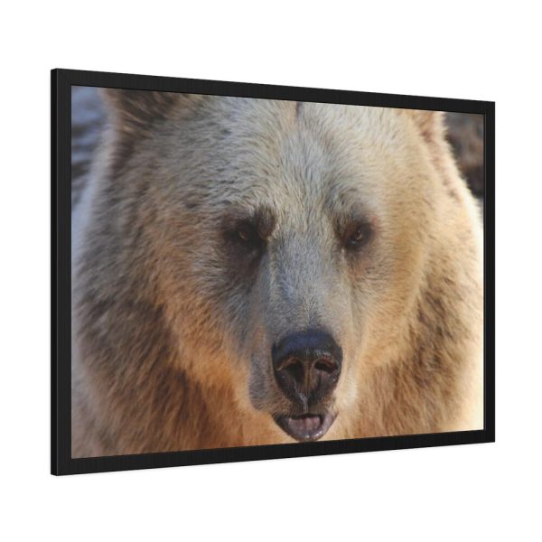 93855-249.jpg Bear Close up Framed Poster