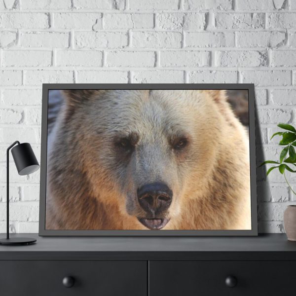 93855-251.jpg Bear Close up Framed Poster