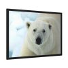 93855-253.jpg Polar Bear Close up Framed Poster