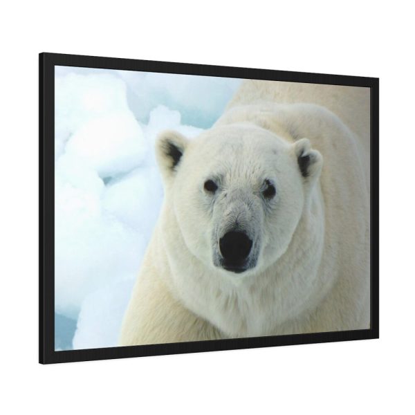 93855-253.jpg Polar Bear Close up Framed Poster