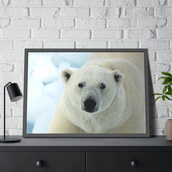 93855-255.jpg Polar Bear Close up Framed Poster