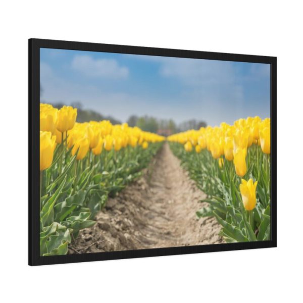Yellow Tulip Framed Poster