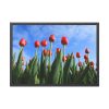 93855-264.jpg Red Tulip Framed Poster