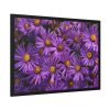 93855-345.jpg Purple Daisy Framed Poster