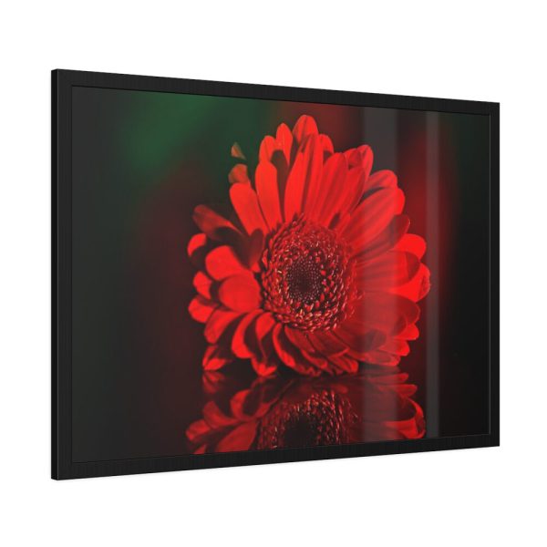93855-353.jpg Red Daisy Framed Poster