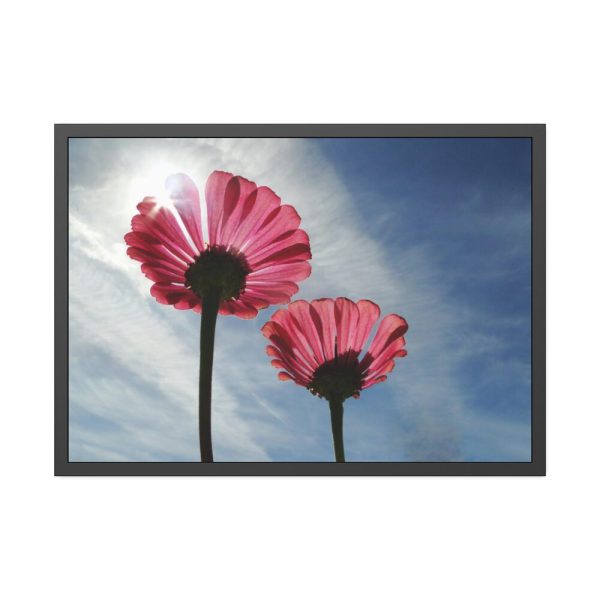 93855-368.jpg Pink Daisy with Blue Sky Framed Poster