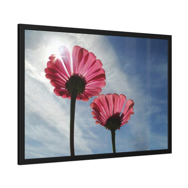 93855-369.jpg Pink Daisy with Blue Sky Framed Poster