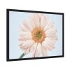 93855-393.jpg Closeup Daisy Framed Poster