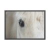 93855-408.jpg Half of a White Horse Face Framed Poster