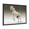 93855-421.jpg White Horse Framed Poster