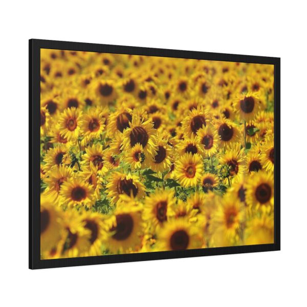 93855-45.jpg Sunflower Farm Framed Poster