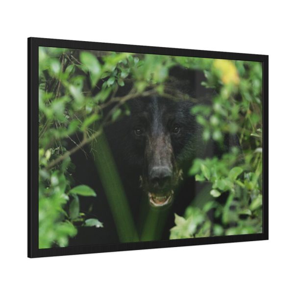 93855-465.jpg Black Bear in the Bush Framed Poster