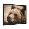 93855-485.jpg Brown Bear Snout Framed Poster
