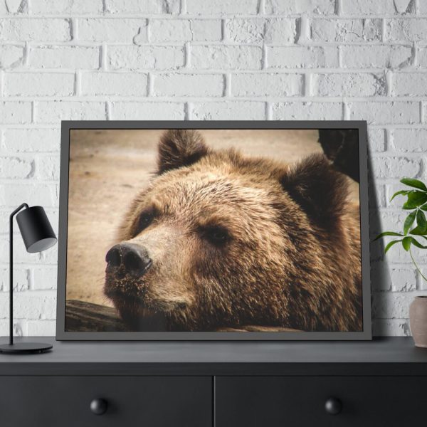 93855-487.jpg Brown Bear Snout Framed Poster