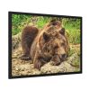 93855-489.jpg Brown Bear Wild Framed Poster