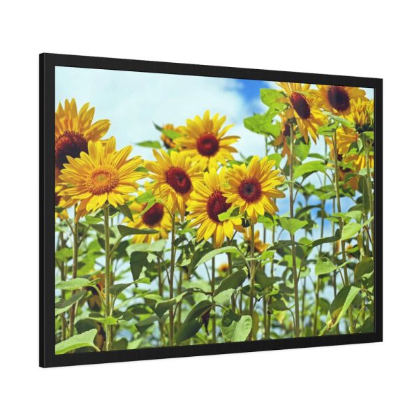 Bloom Sunflower Framed Poster