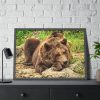 93855-491.jpg Brown Bear Wild Framed Poster