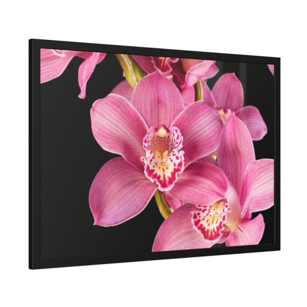 93855-493.jpg Cymbidium Hybrid Orchid Framed Poster