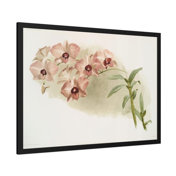 93855-497.jpg Dendrobium Phalænopsis by Frederick Sander Framed Poster