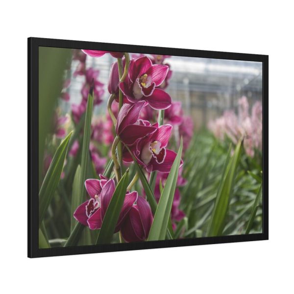 Orchid Cash Plant Framed Poster