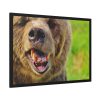 European Brown Bear Framed Poster