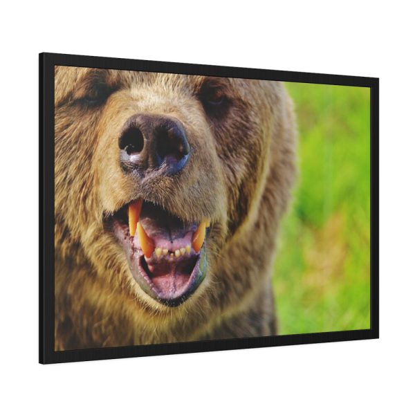 European Brown Bear Framed Poster