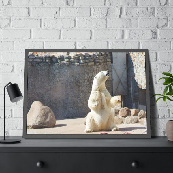 White Polar Bear Zoo Framed Poster