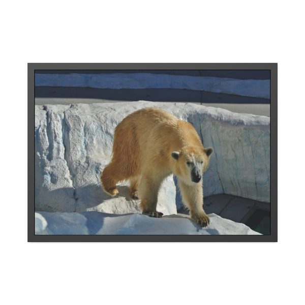 93855-516.jpg Wet Polar Bear Framed Poster