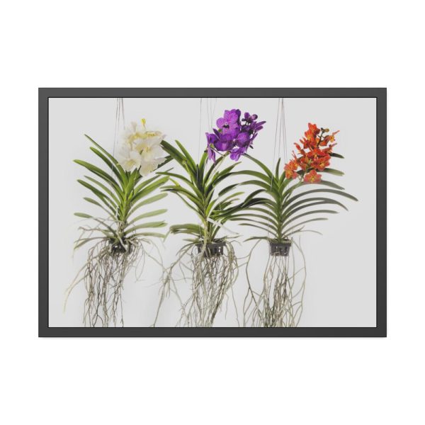 Three Orchids Framed Poster