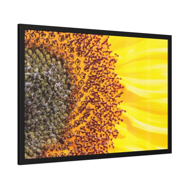 Closeup Sunflower Framed Poster