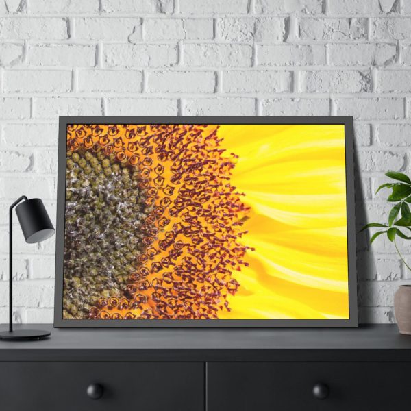 Closeup Sunflower Framed Poster