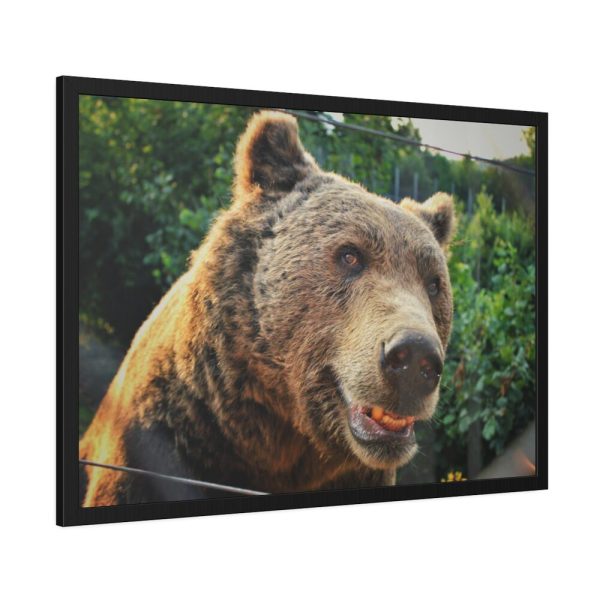 Grizzly Bear Snout Framed Poster