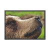 European Brown Bear Close up Framed Poster