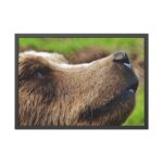European Brown Bear Close up Framed Poster - Image 5