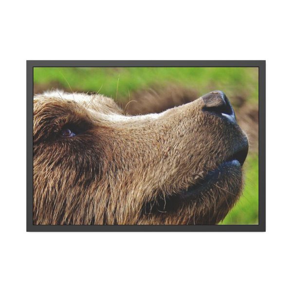 European Brown Bear Close up Framed Poster