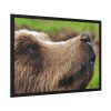 European Brown Bear Close up Framed Poster