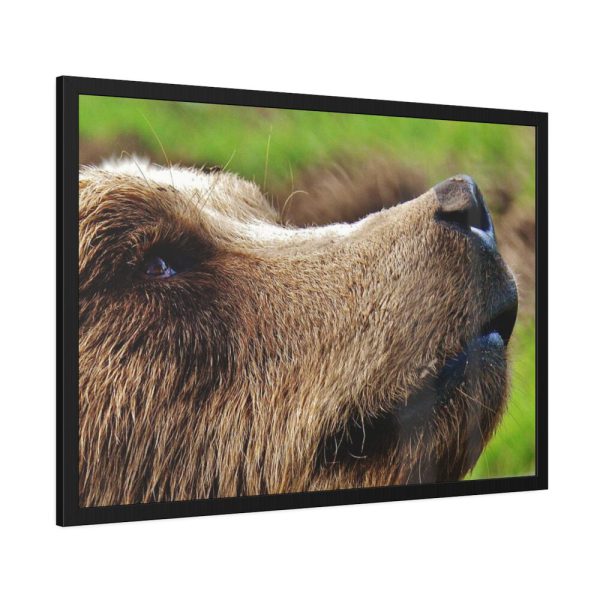 European Brown Bear Close up Framed Poster