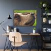 European Brown Bear Close up Framed Poster