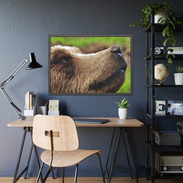 European Brown Bear Close up Framed Poster