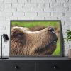 European Brown Bear Close up Framed Poster
